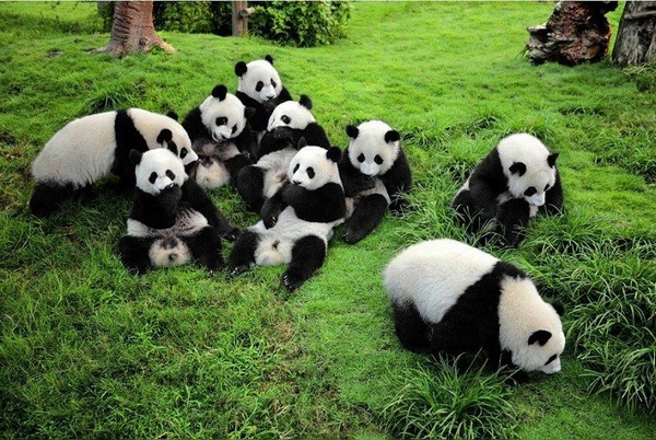 Công viên gấu trúc